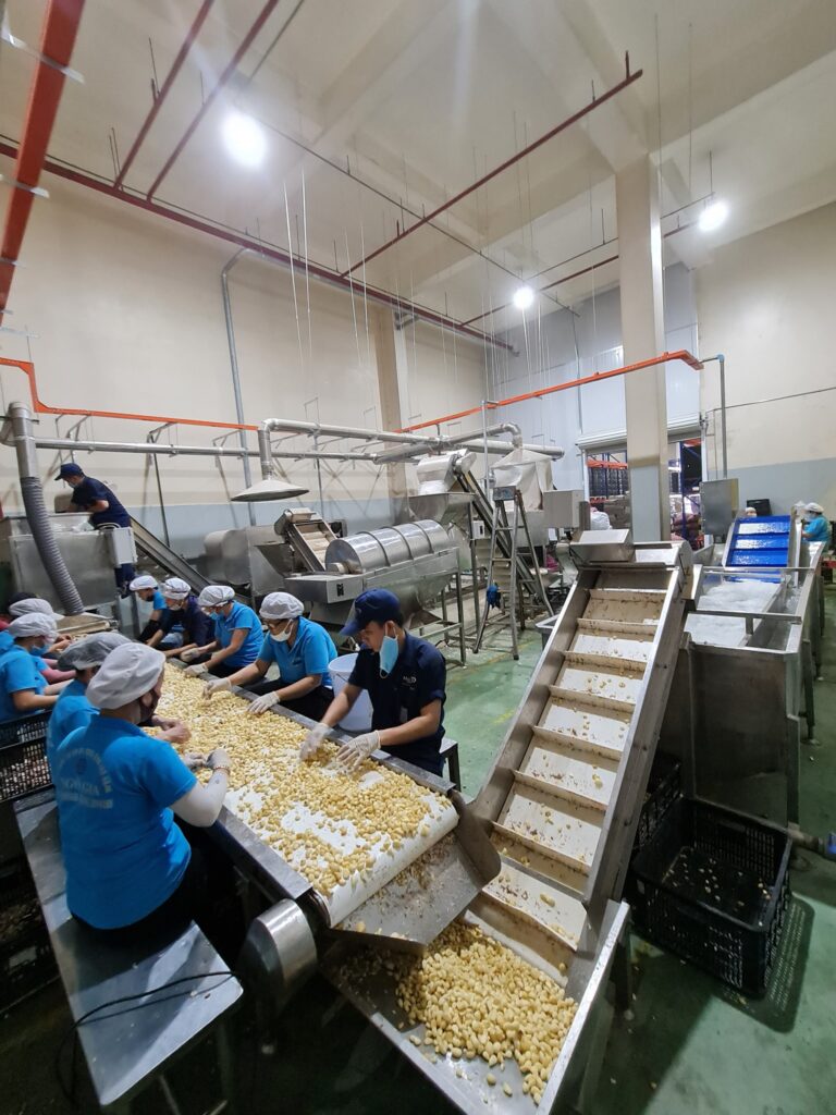 Hoạt động dây chuyền lột hành tỏi