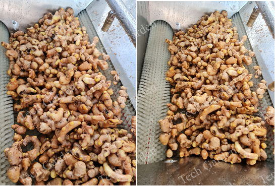 Hình ảnh: gừng sau khi rửa
