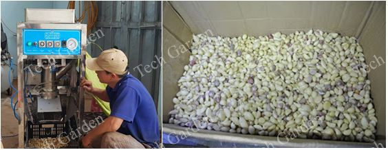Hinh ảnh:Tách vỏ tỏi Đá Hà Nội,tách đạt 80-90%