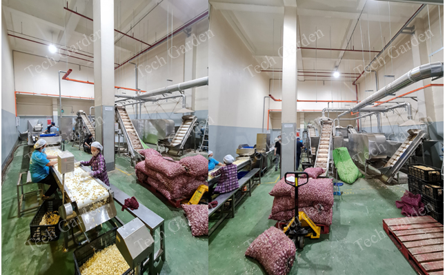 Hình ảnh: Dây chuyền lột tỏi sạch, đẹp, không dập và các máy chế biến thực phẩm tại nhà máy Masan, Bình Dương.