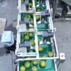 Automatic Fruit Washing Line