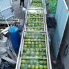Automatic Fruit Washing Line