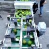 Automatic Fruit Washing Line