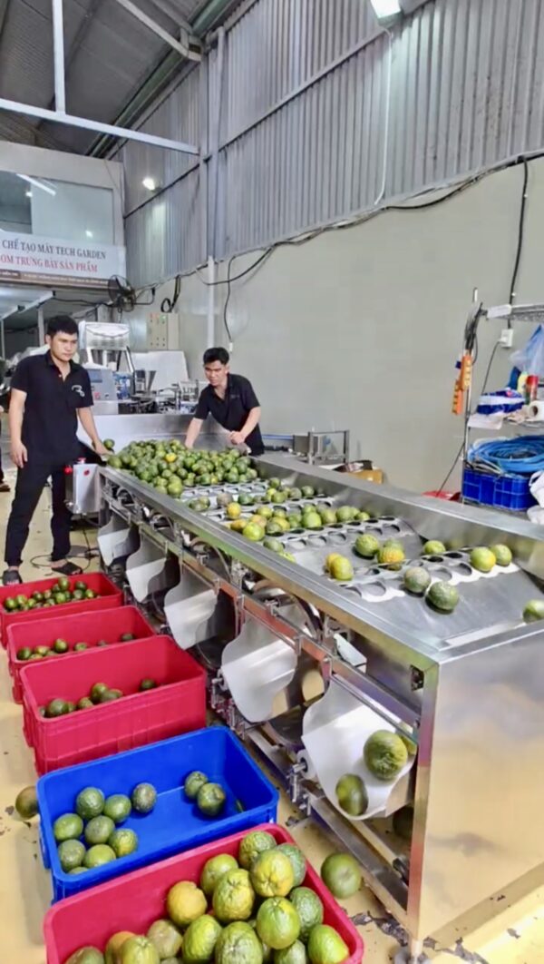 Máy Phân Loại Cam Theo Đường Kính